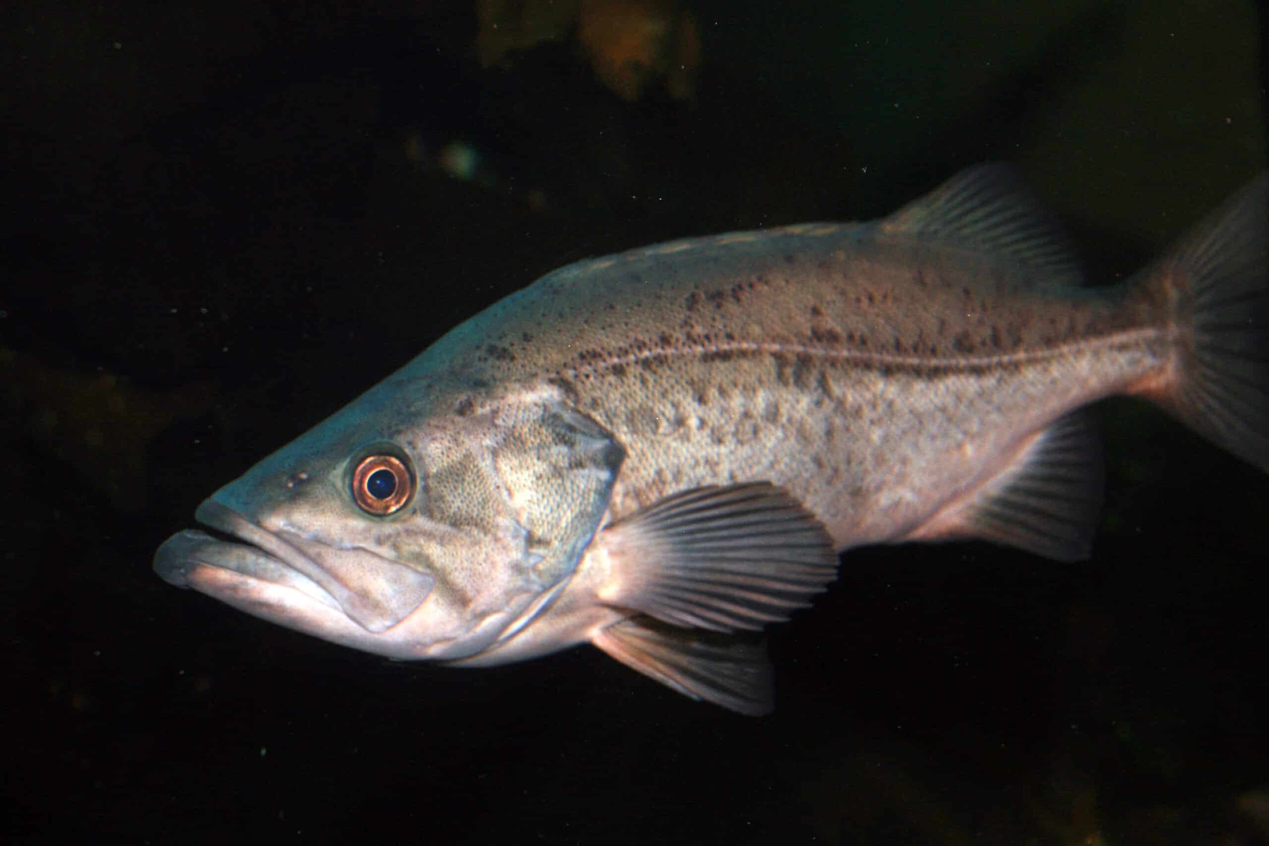 Levrek Dünyada Nerede